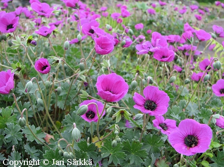 Geranium cinereum var. subcaulescens 'Splendens'